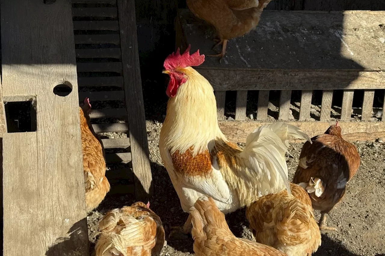 Petting farm in Campbell River, B.C., culls entire bird flock over avian flu outbreak