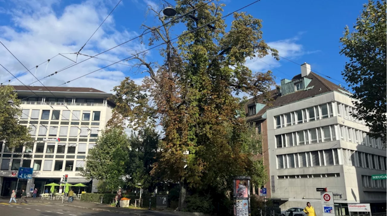 Stadt St.Gallen SG: Baumfällungen Winter 2024 / 2025 – weiterhin kostenlose Bäume für Private