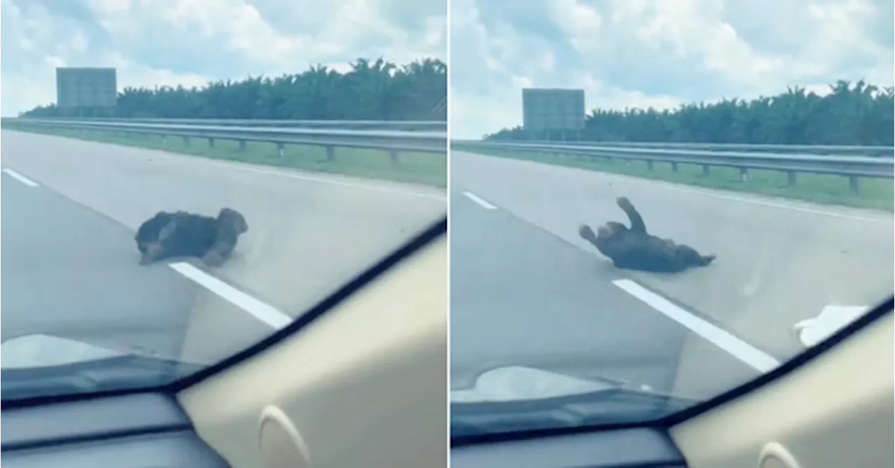 M'sians Urge For Wildlife Crossings After Bear Cub Found Seemingly Rolling In Pain On Road