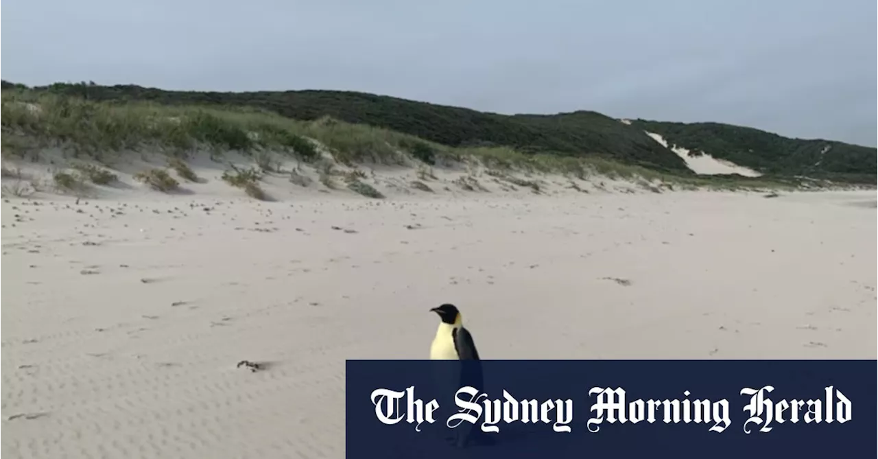 Emperor penguin swims to Australia in longest recorded journey