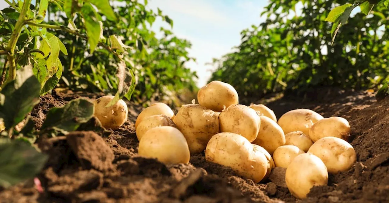 Peggiora la crisi delle patate: produzione in calo e prezzi in aumento