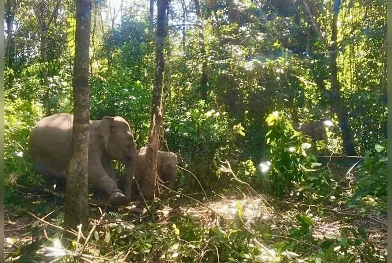 Perhilitan captures five wild bull elephants in Jeli