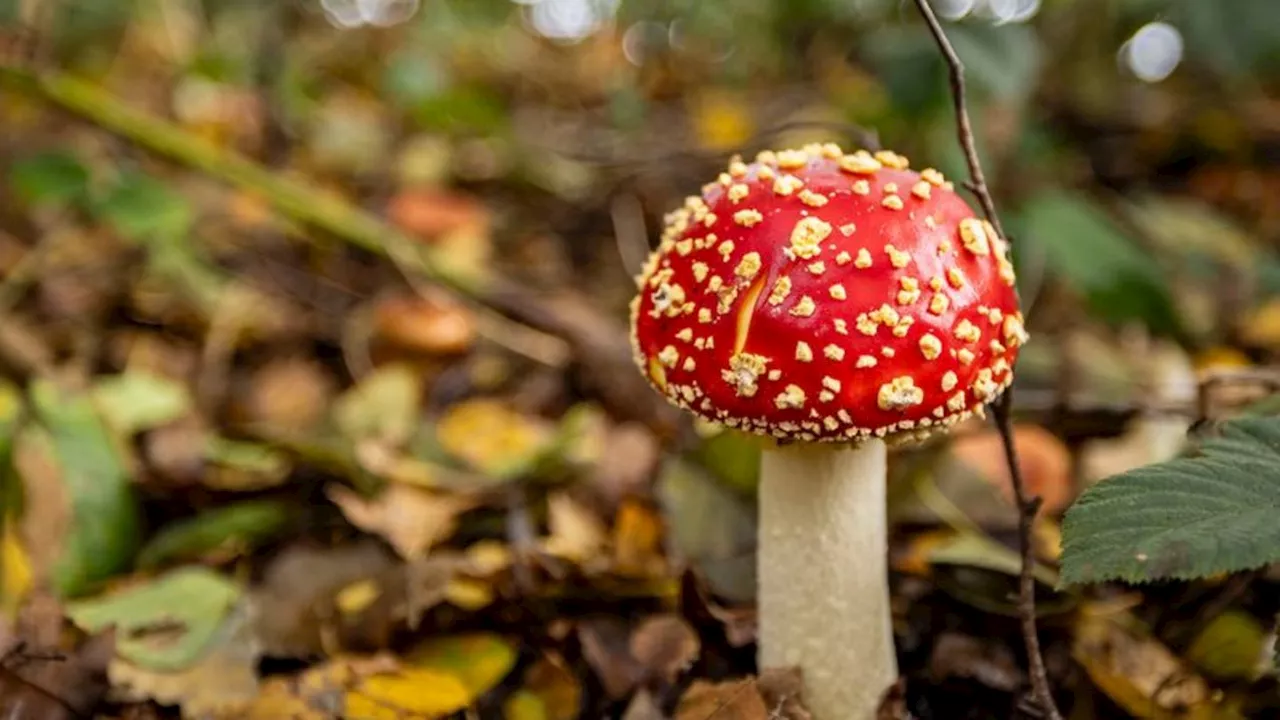 Gefährliche Süßigkeiten: Giftige Gummibärchen auch im Landkreis Gießen aufgetaucht