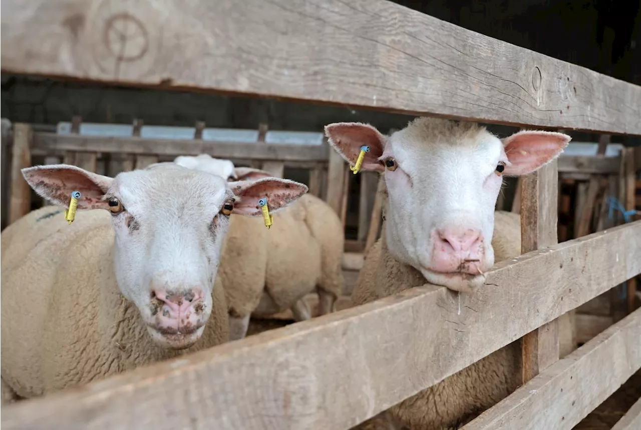 Pyrénées-Atlantiques : 158 communes en zone régulée face à la fièvre catarrhale ovine