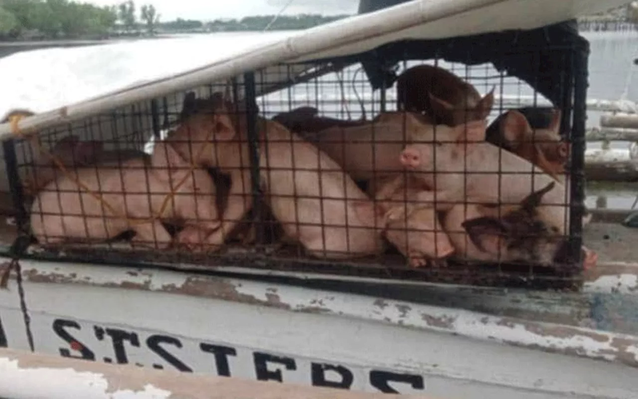 Men transporting 27 live pigs sent back to Camotes Islands