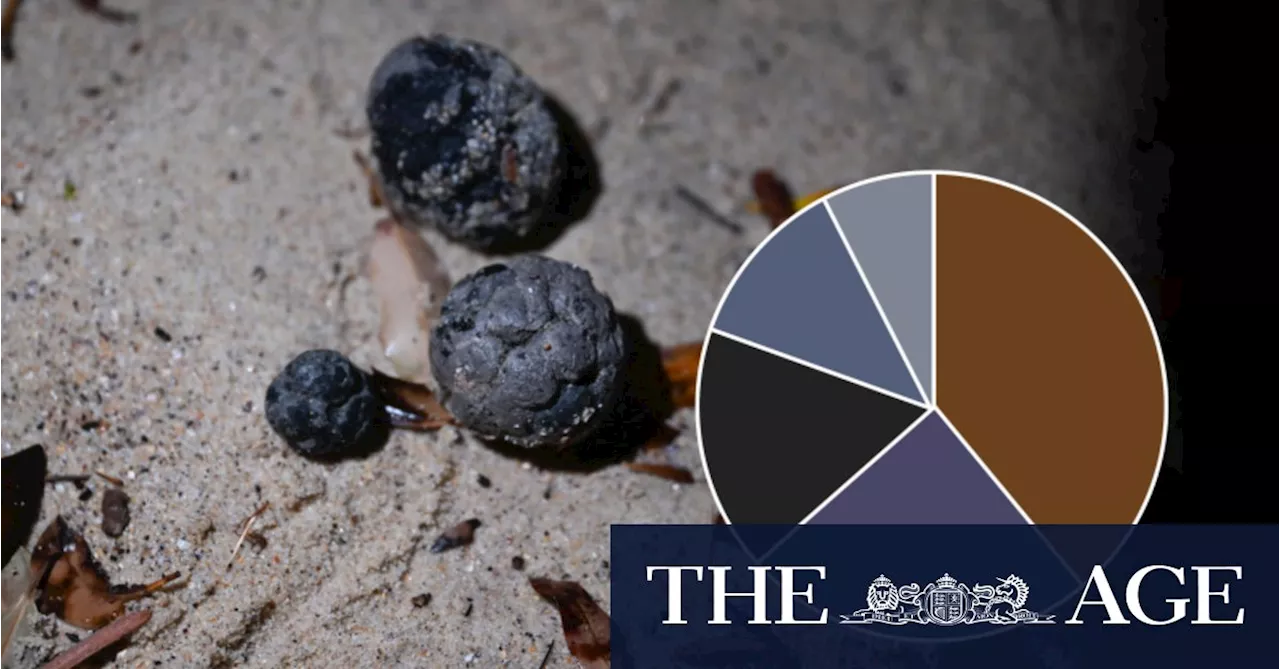 Cooking oil, poo and drugs: Mystery of grime balls on Sydney beaches solved