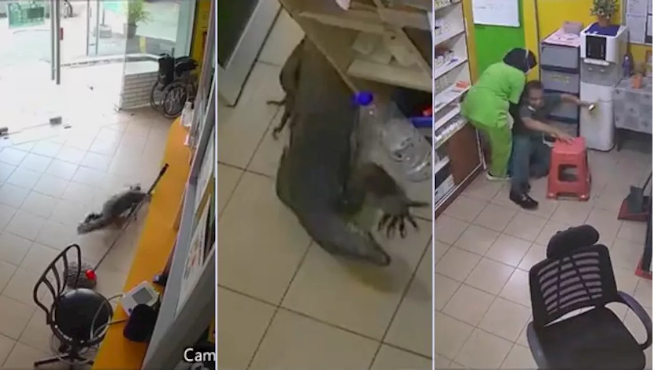 [Video] “Sorry Tergelak”- Ramai Terhibur Gelagat Doktor Halau Biawak Masuk Dalam Klinik