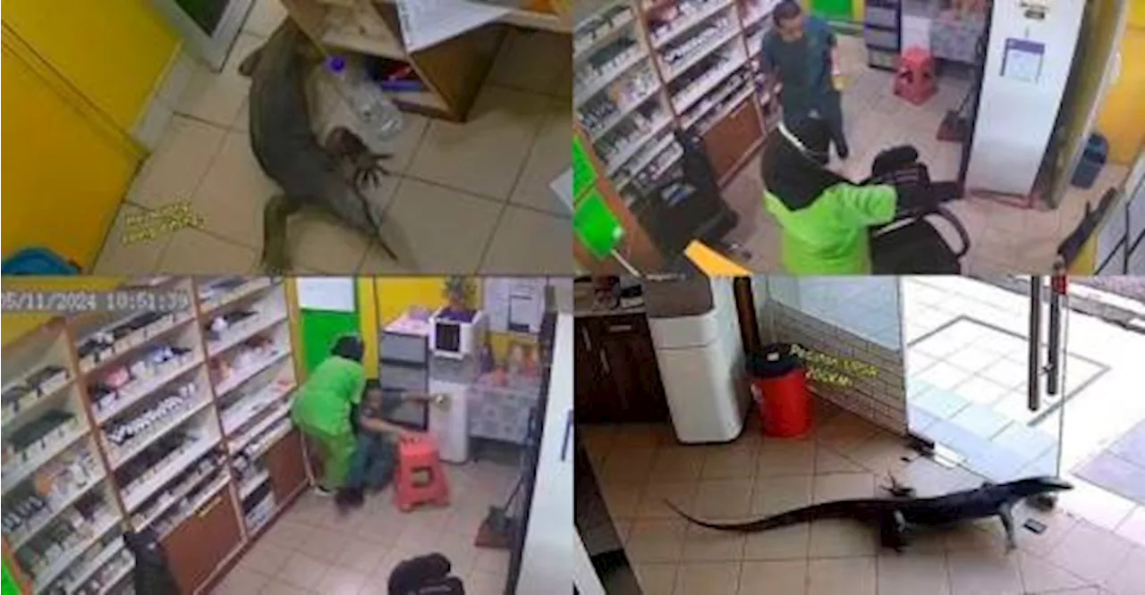 Monitor lizard enters Seremban clinic, surprising staff and going viral