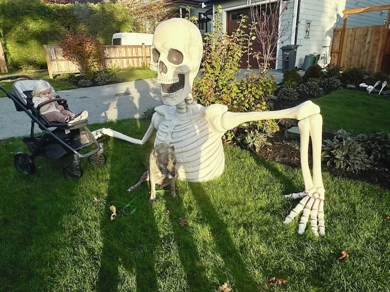 Mo-Mo the skeleton disappears from Esquimalt yard