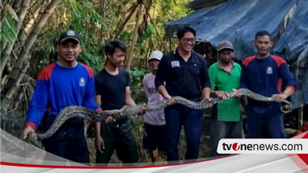 Damkar Nganjuk Berhasil Tangkap Ular Piton 3 Meter yang Resahkan Warga Desa Garu