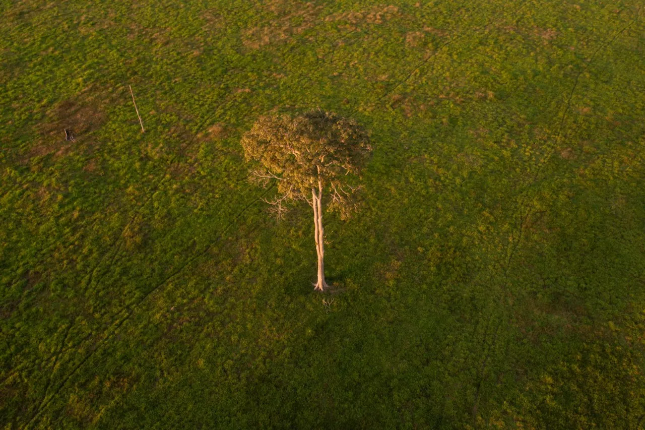 Desmatamento cai 30% na Amazônia e tem 1ª queda em 5 anos no Cerrado, aponta Inpe