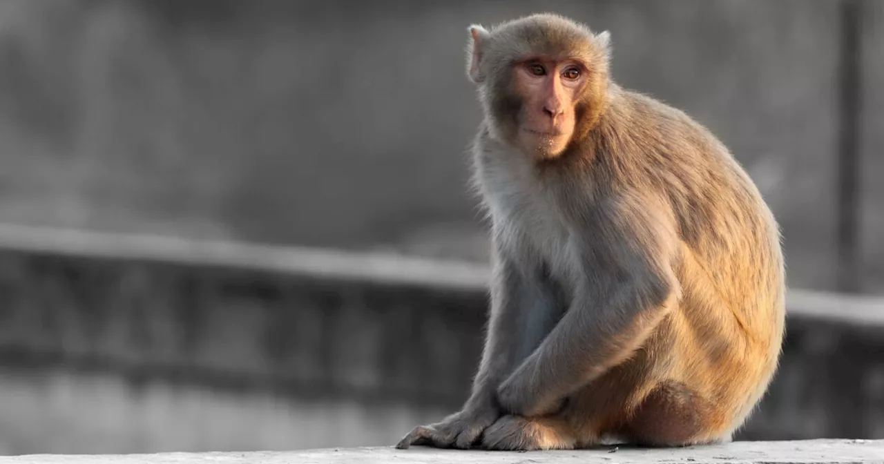 More than 40 monkeys escape research facility in South Carolina