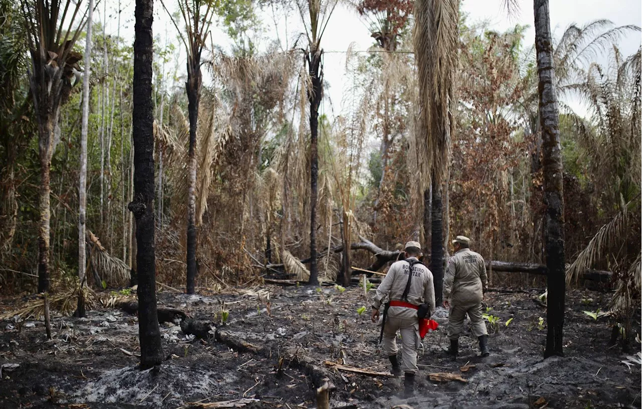 Brésil : Bonne nouvelle, la déforestation en net recul depuis un an