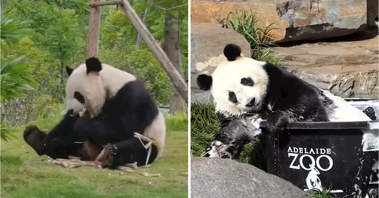 Keepers share fond memories as beloved Adelaide pandas prepare to depart for China