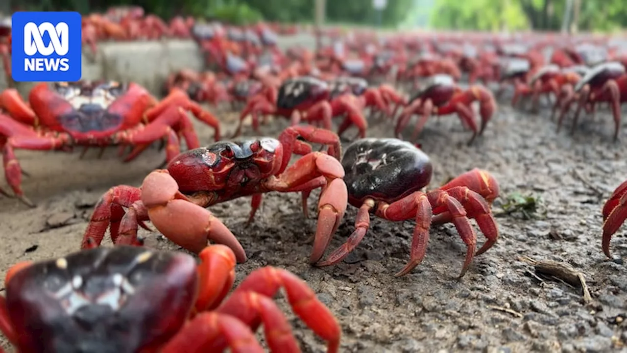 Christmas Island's red crab migration back to bumper levels after dry 2023