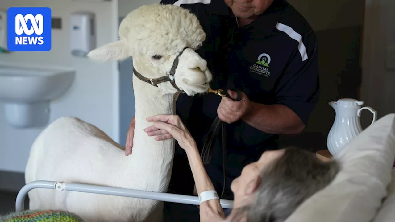 Hephner the alpaca may have sneezed on King Charles but he spends much of his time comforting those in palliative care