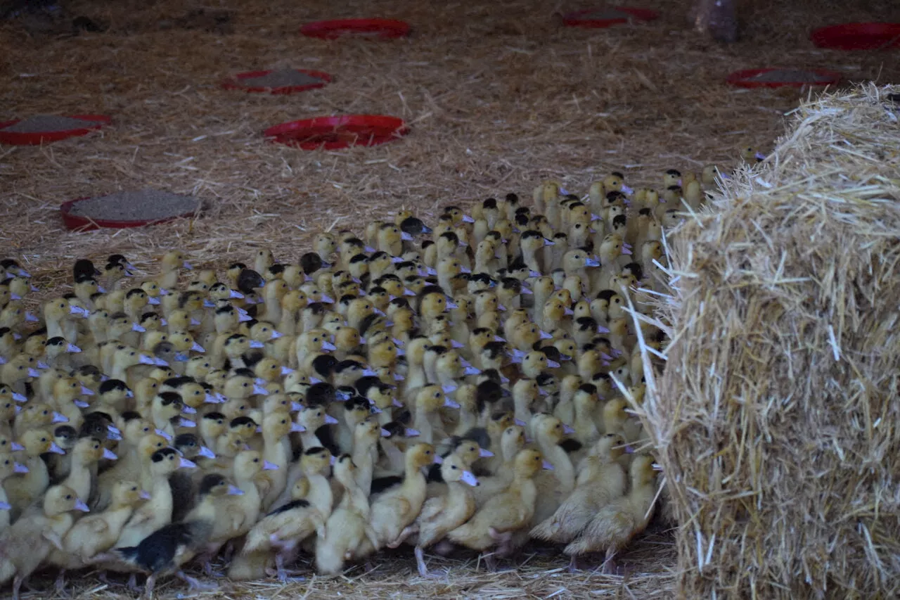 Grippe aviaire dans les Landes : un cas détecté dans le sud du département