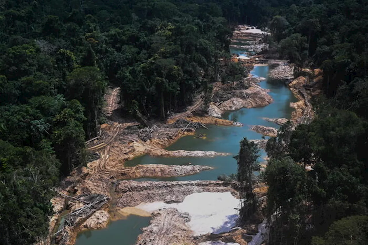 Amazzonia, deforestazione ridotta oltre il 30% nel 2024