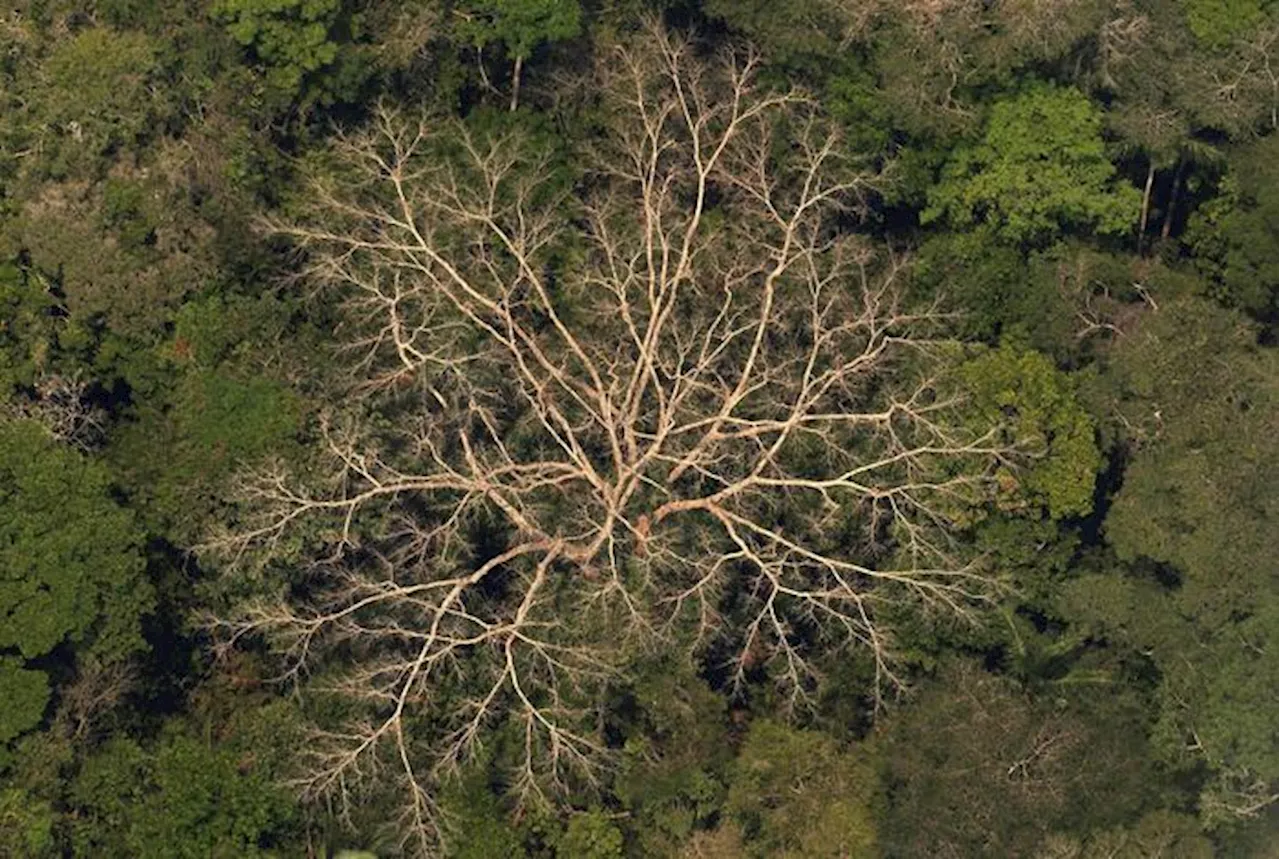 Desmatamento na Amazônia cai 30,6% e tem menor nível em 9 anos