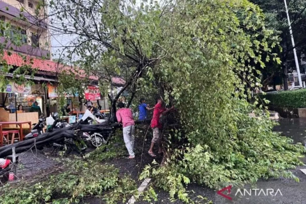 Jaksel pangkas 18.490 pohon untuk cegah tumbang saat hujan