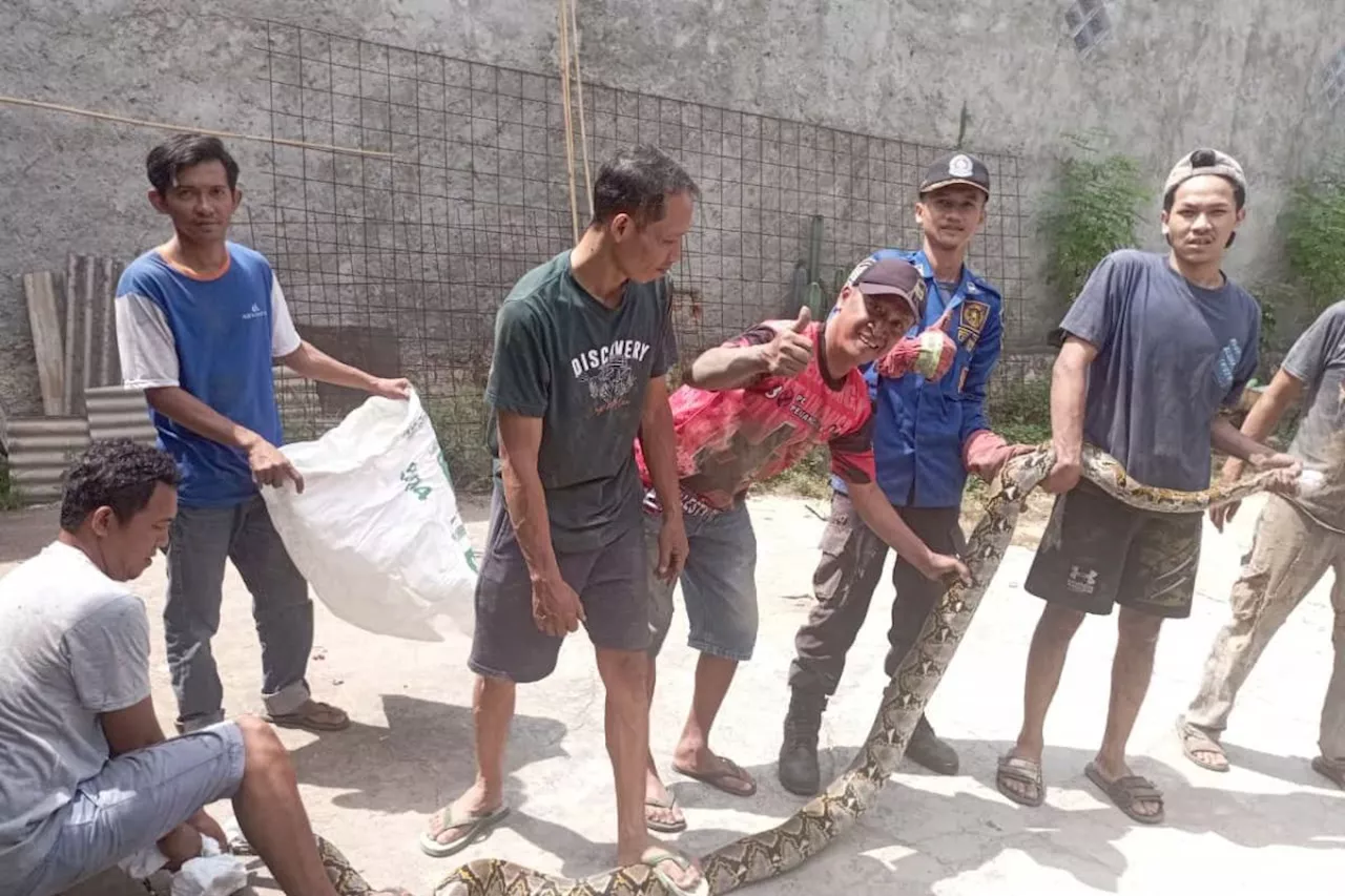 Ular sanca 3,5 meter dievakuasi dari rumah warga di Lampung Selatan