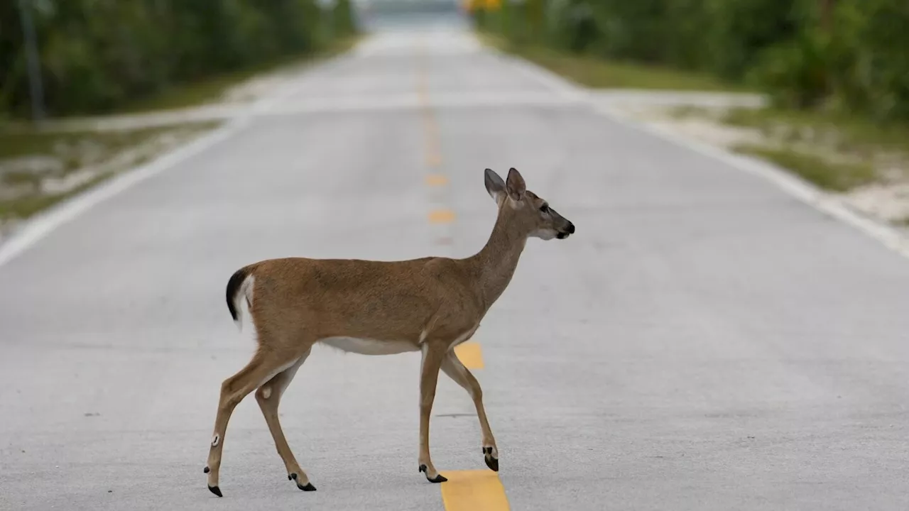 Florida’s iconic Key deer face an uncertain future as seas rise