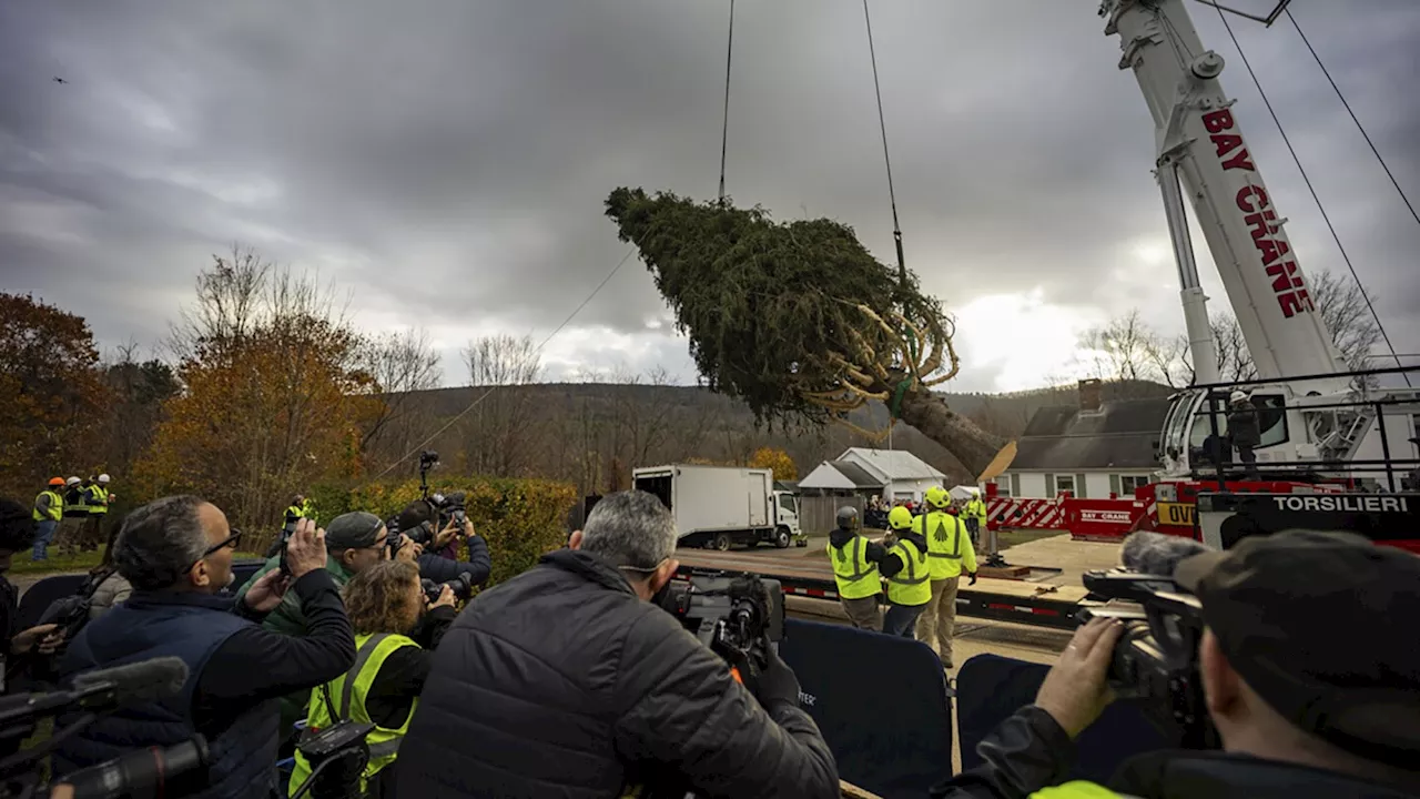 This year's 74-foot Rockefeller Christmas tree is a Norway spruce en route from Massachusetts