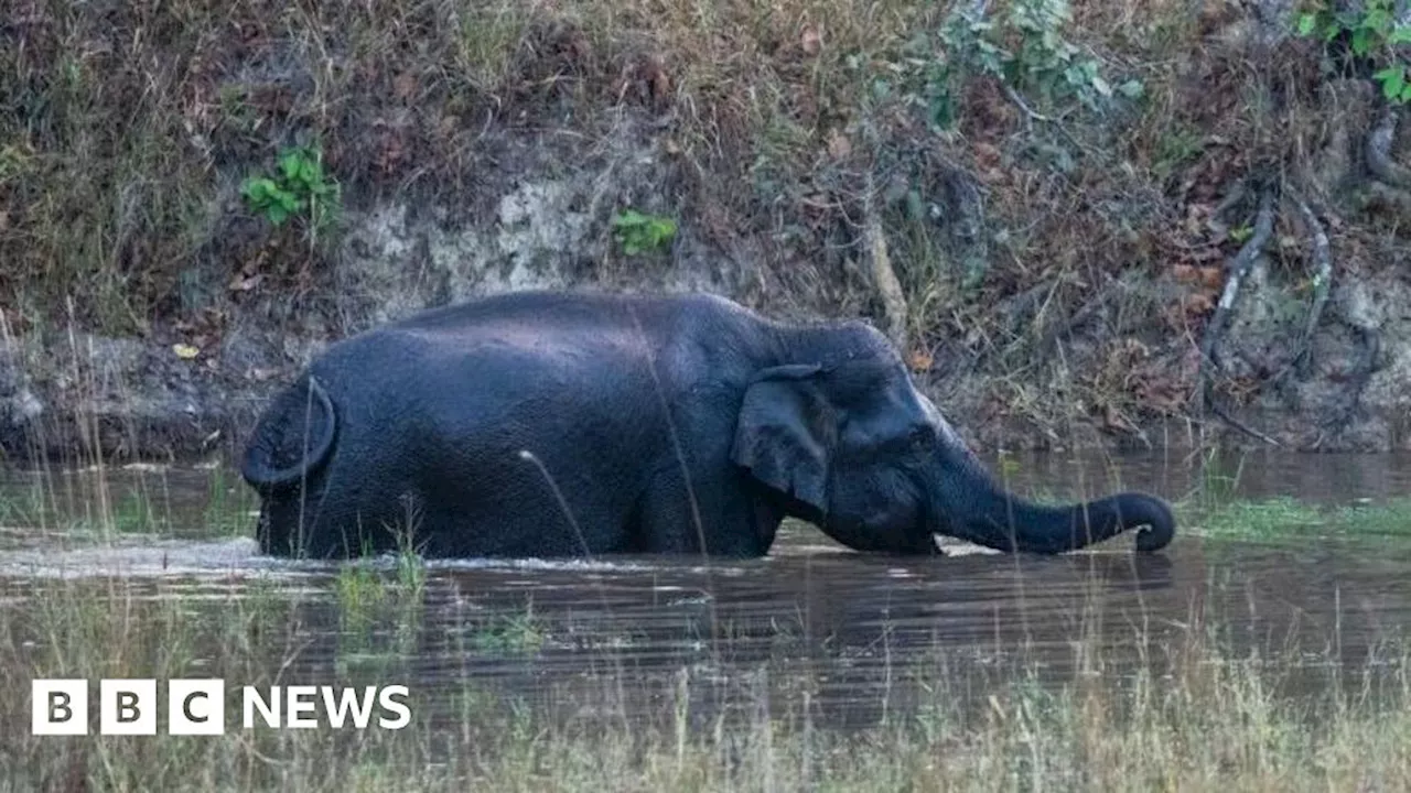 Bandhavgarh: Alarm over death of 10 elephants in India national park