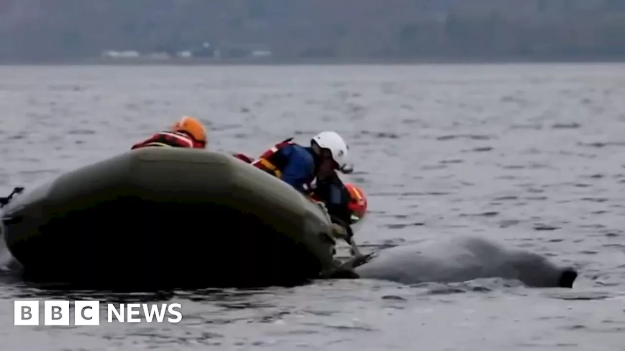 Humpback whale tangled in creel lines set free in Loch Fyne