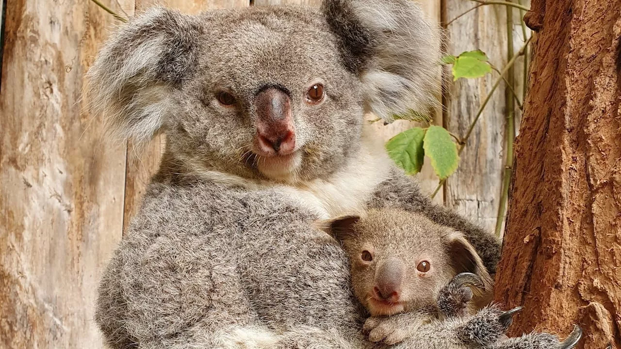 Duisburger Zoo: Zwei weitere Koalas an Magen-Darm-Krankheit gestorben