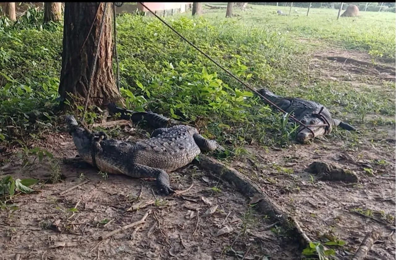 Rescatan los primeros tres caimanes de 73 que se escaparon de la estación Crocrodylia