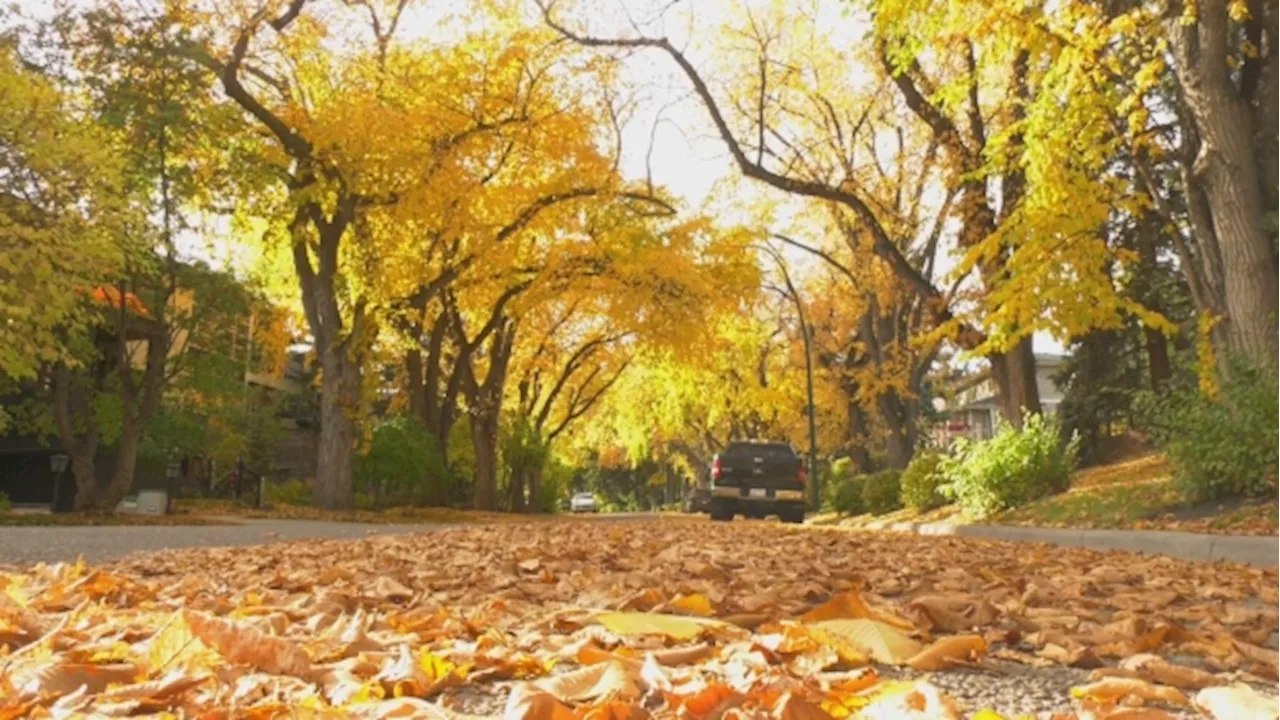 Calgary planting thousands of trees to boost urban canopy