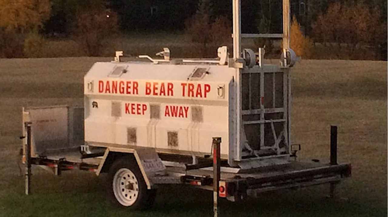 Trap set in Calgary's Fish Creek Park after black bear spotted nearby