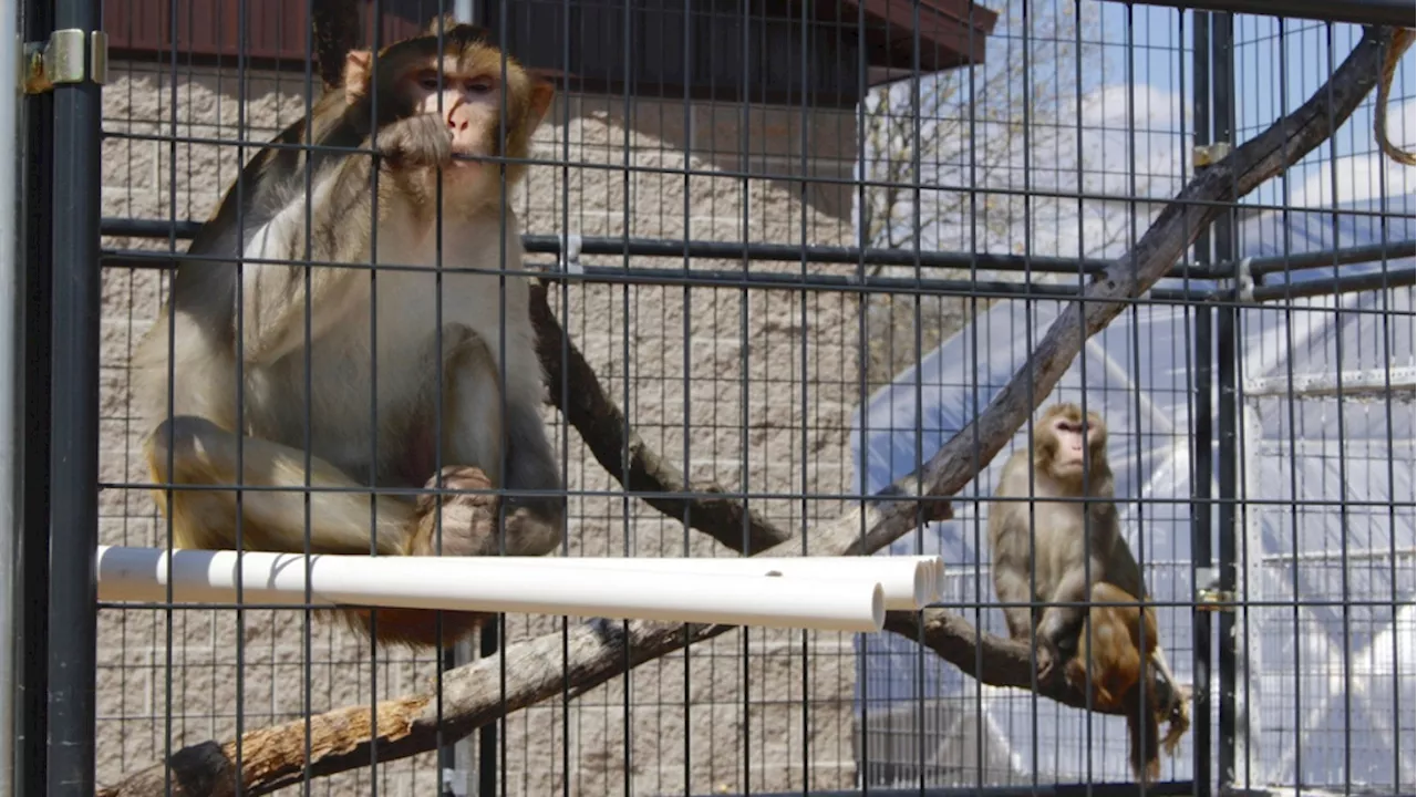 43 monkeys escape from a South Carolina medical lab. Police say there is no serious danger