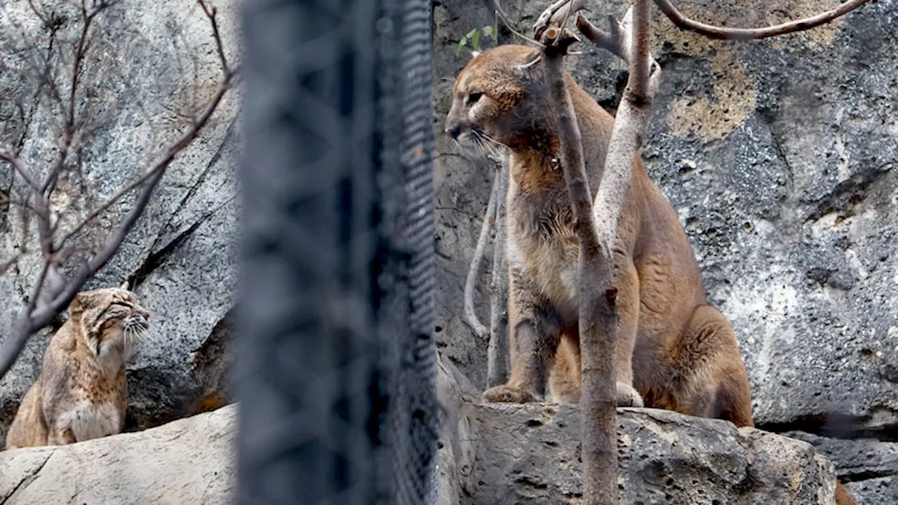 Mountain lion spotted in North Texas