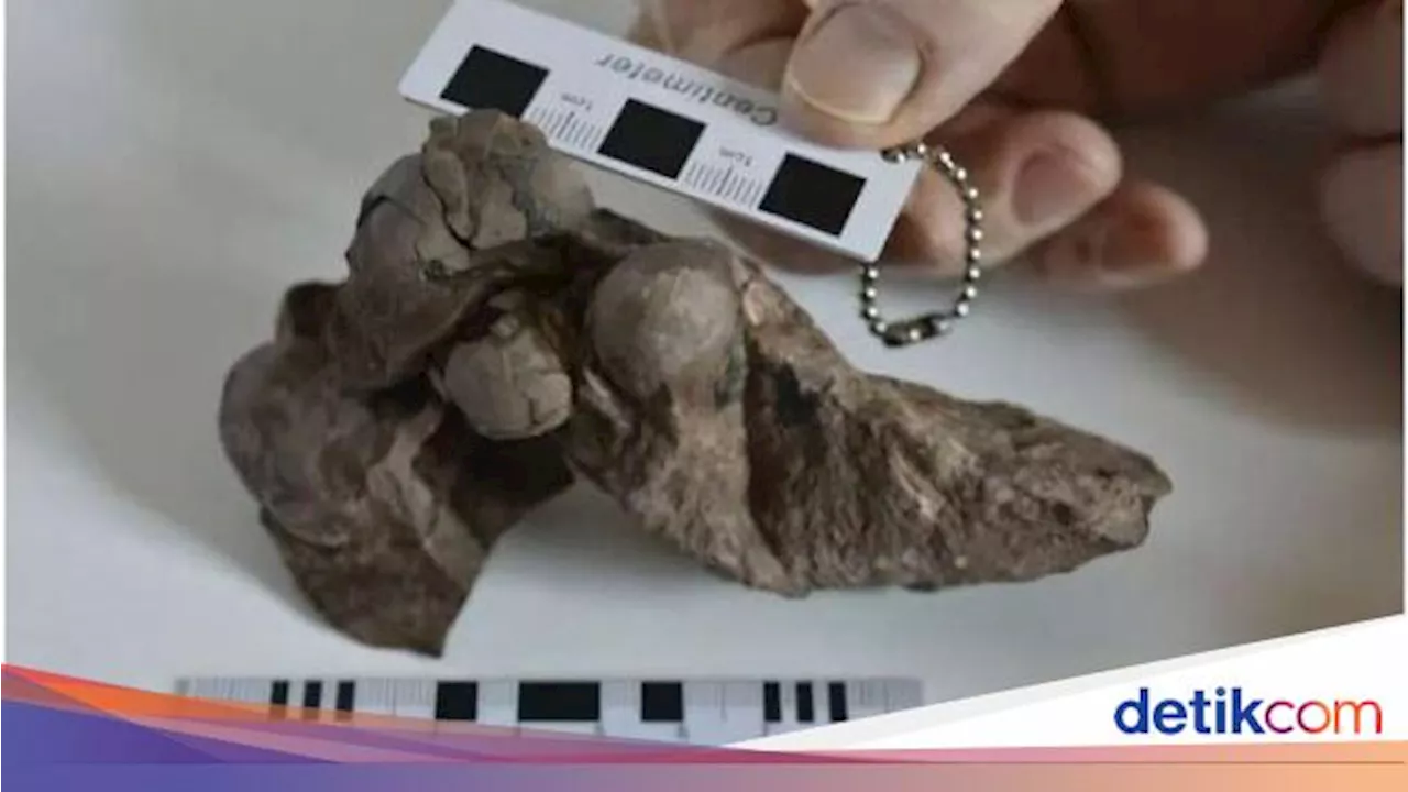 Ini Telur Dinosaurus Terkecil yang Pernah Ditemukan, Dari Spesies Apa?