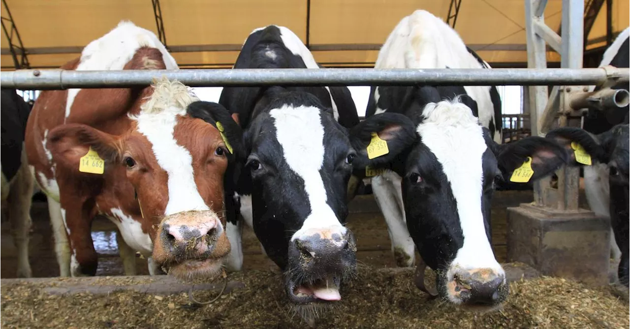 Preisstreit von Spar und Nöm: Warum jetzt beide Seiten Briefe an die Milchbauern schreiben