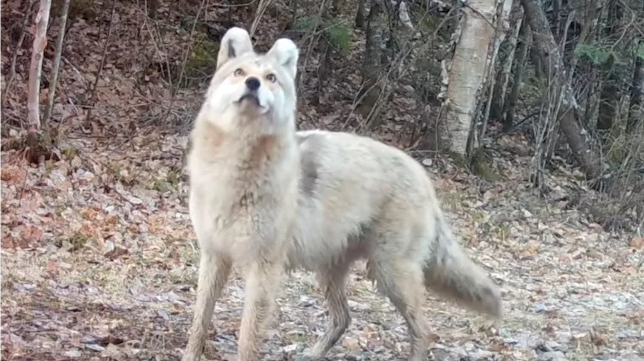 Mystery Animal Caught On Wolf Wildlife Camera Puzzles Experts