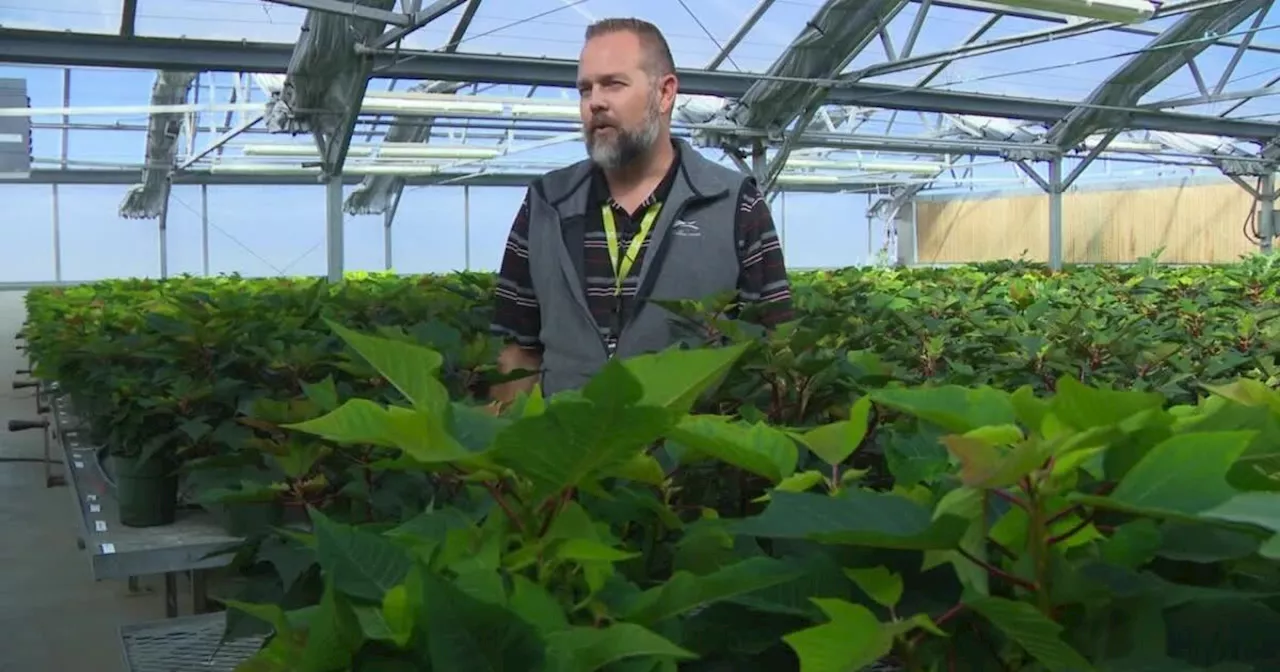 How Salt Lake City International grows its own holiday decorations