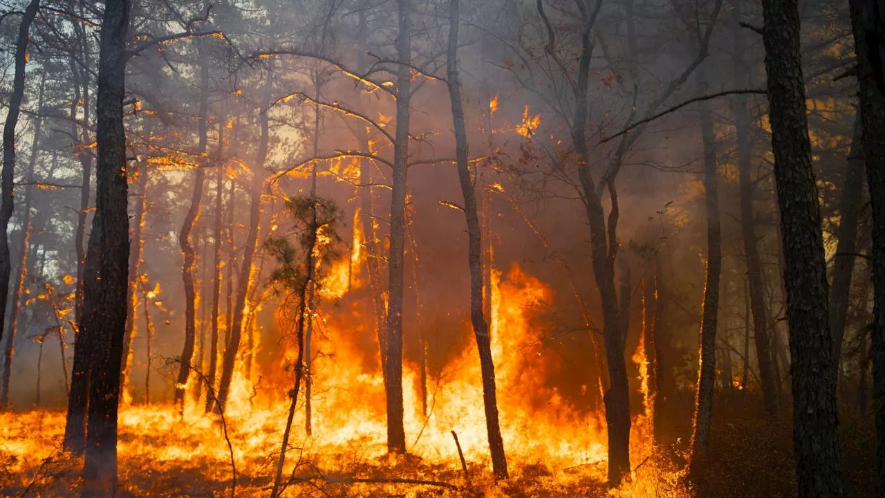 200 acres burned by second uncontrolled wildfire in New Jersey this week