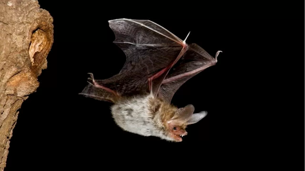 HS2 spent £100mn on tunnel to protect rare bats