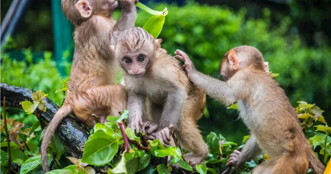 43 monkeys escape U.S. research facility; residents told to lock doors, windows