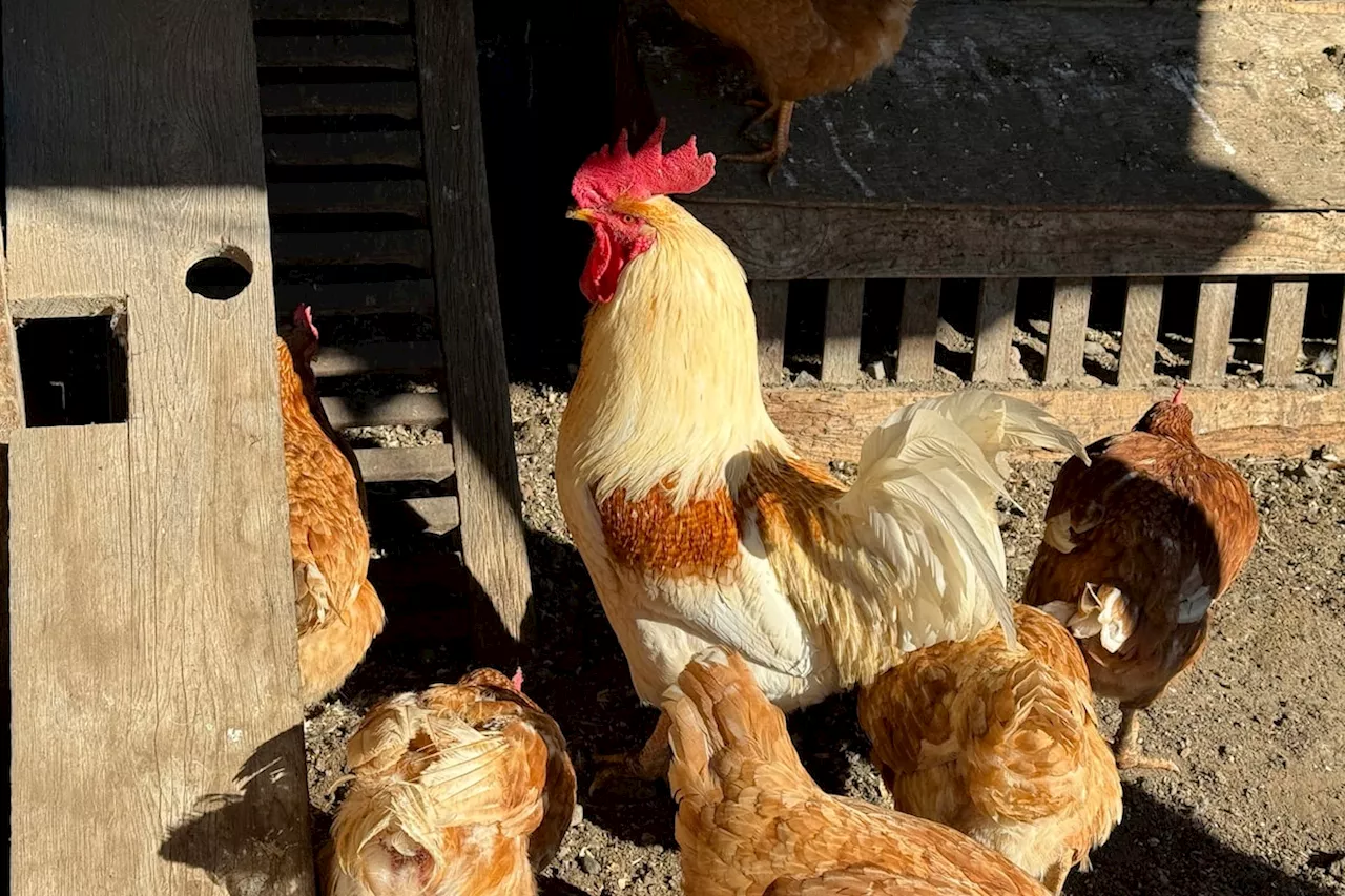 Petting farm in Campbell River, B.C., culls entire bird flock over avian flu outbreak