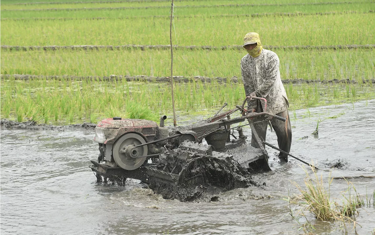 Kembang Kempis Pertumbuhan Tanaman Pangan