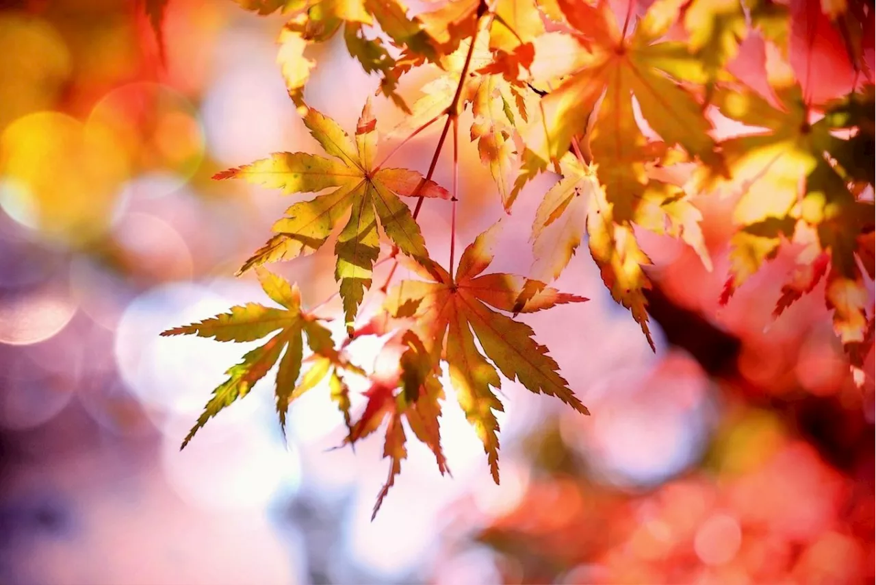 Stressfaktoren im Herbst bewältigen: So bleiben Sie entspannt in dunklen Zeiten