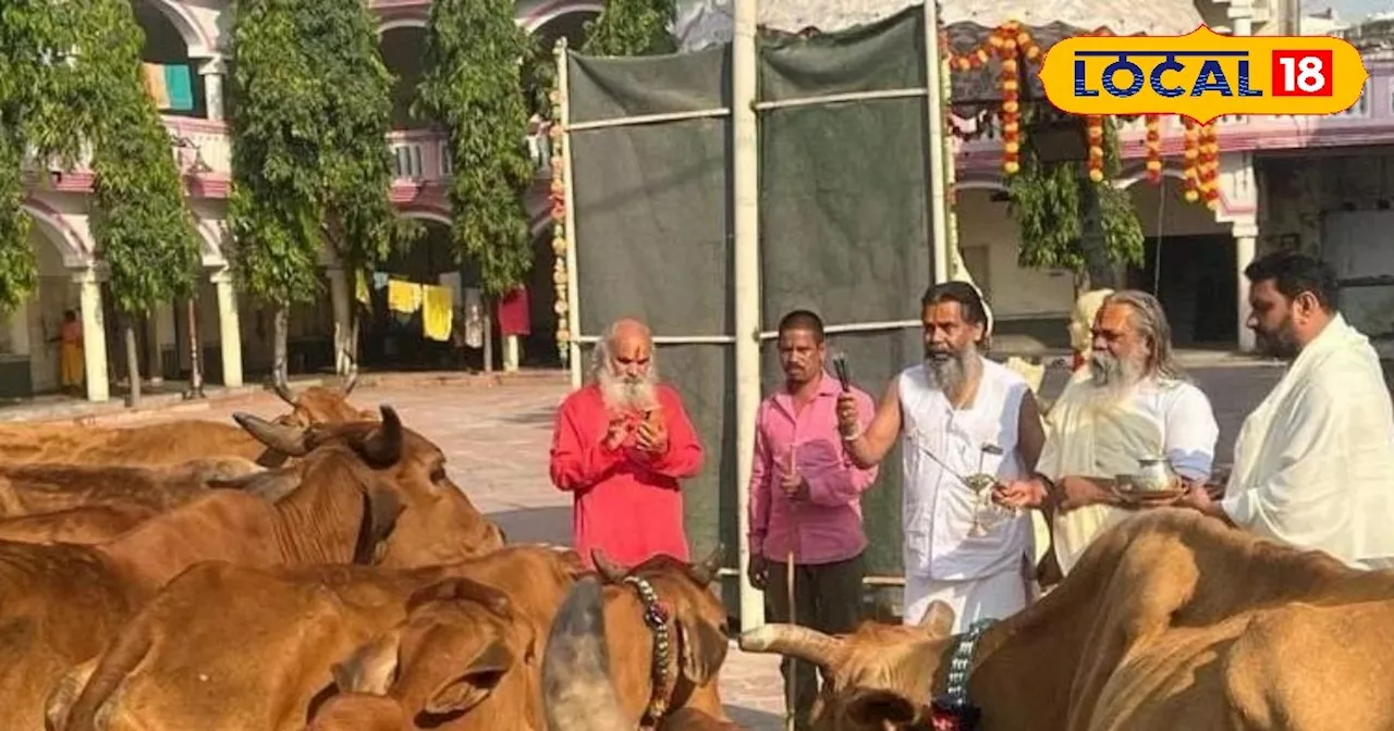 पूजा-पाठ: क्यों खास है गोपाष्टमी, इस दिन कैसे करें गौवंशों की पूजा, क्या है इसका 'श्रीकृष्ण' कनेक्शन ? जानन...