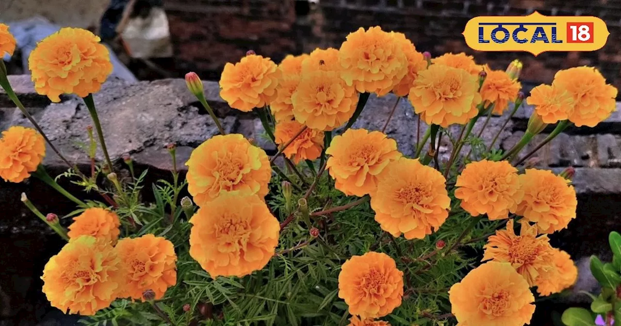 Farrukhabad Marigold Farming: 10,000 रुपए लगाकर करें इस फूल की खेती, कम समय में बन जाएंगे अमीर आदमी