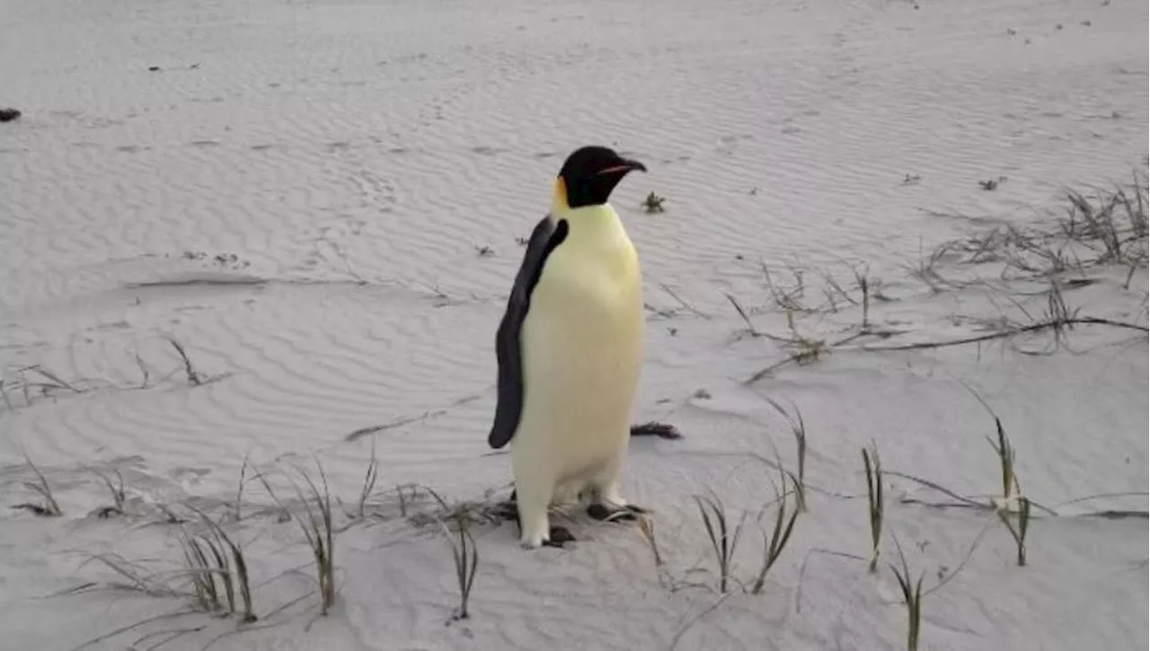 Storia di Gus, il pinguino imperatore arrivato in Australia dopo aver nuotato 3500 chilometri