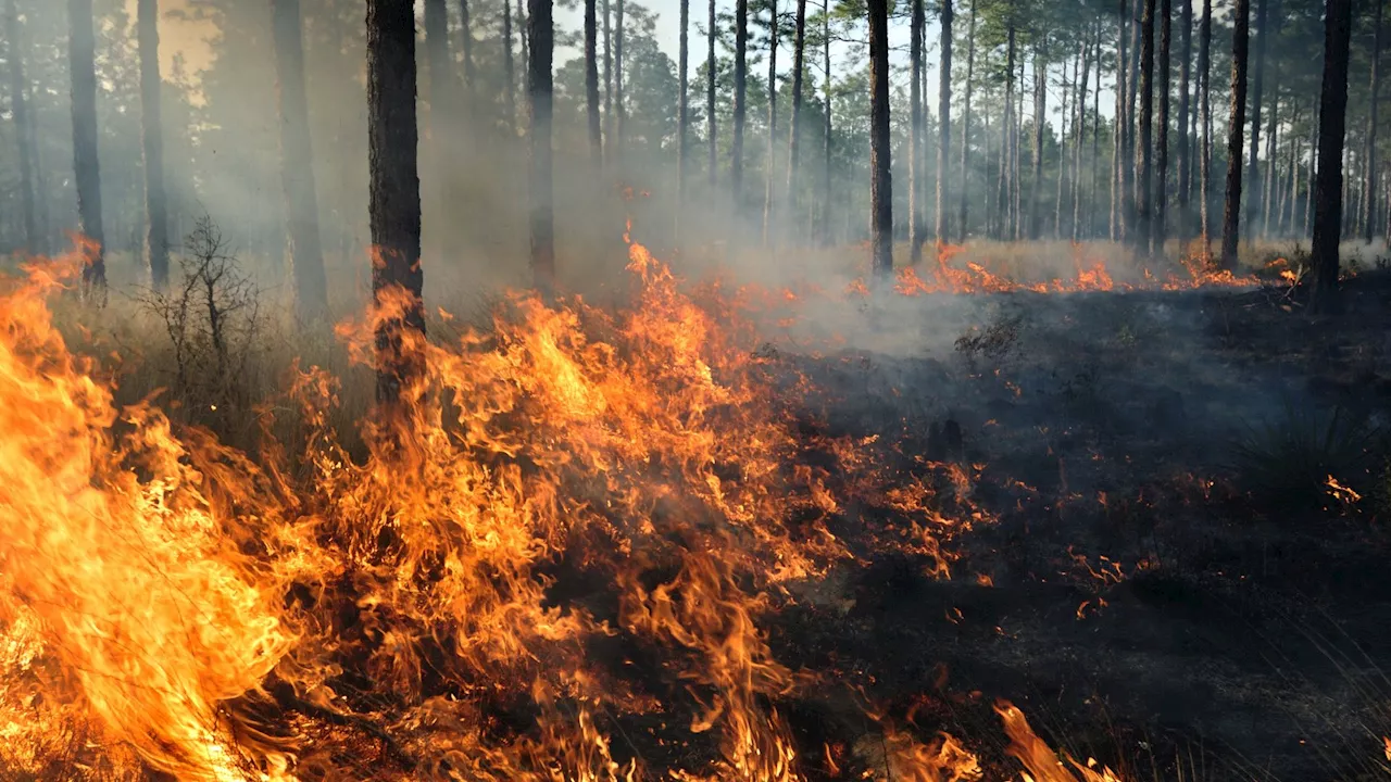 Researchers develop low-cost system to detect wildfires within seconds of ignition