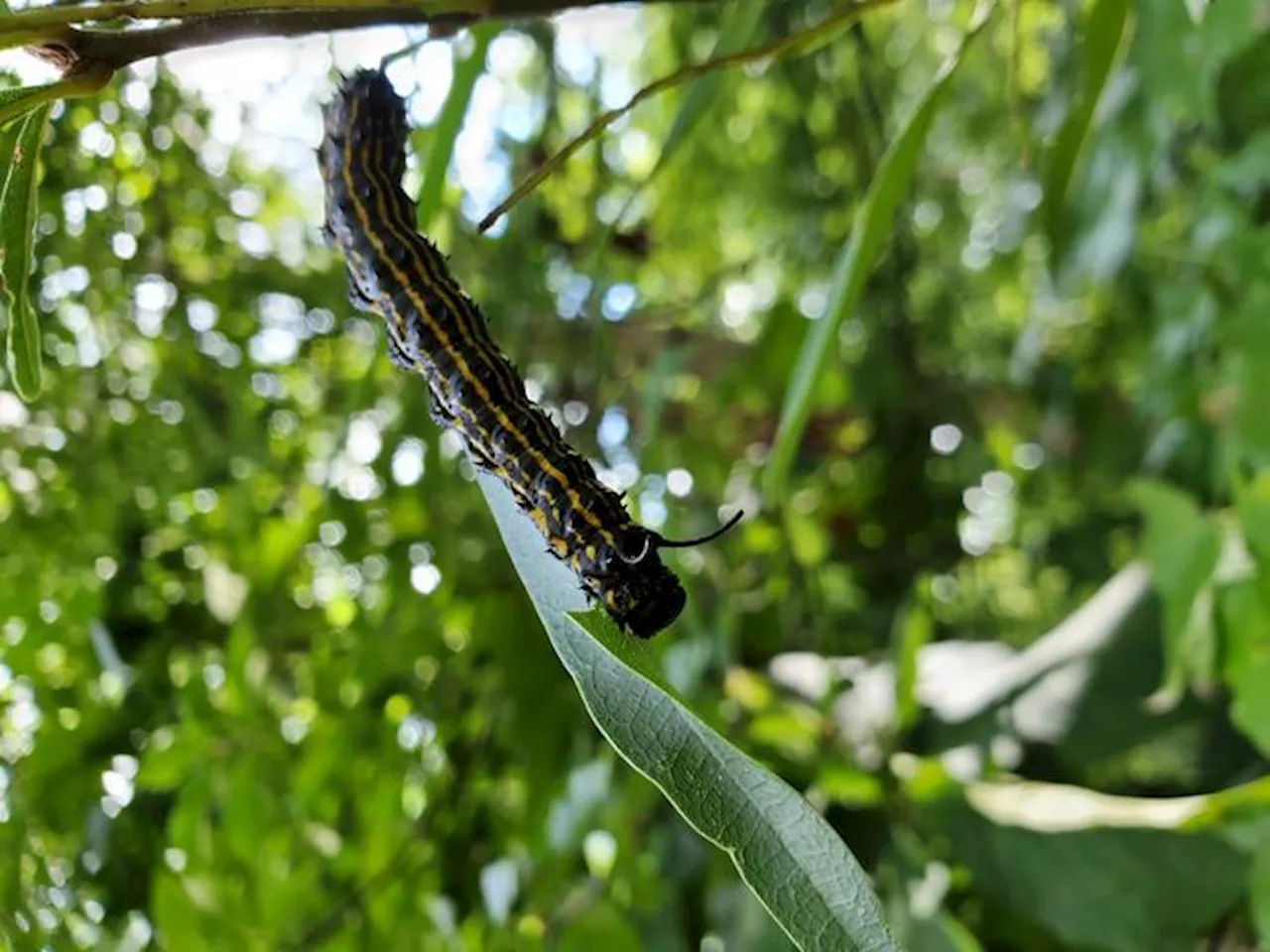 Study suggests caterpillar fungus may help reduce cancer cell growth rates